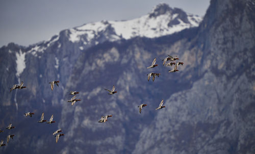 Low angle view of birds flying in sky