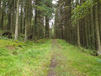 Trees growing in forest