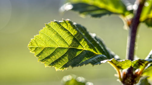 Close-up of green leaves