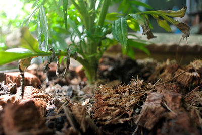 Close-up of lizard on field