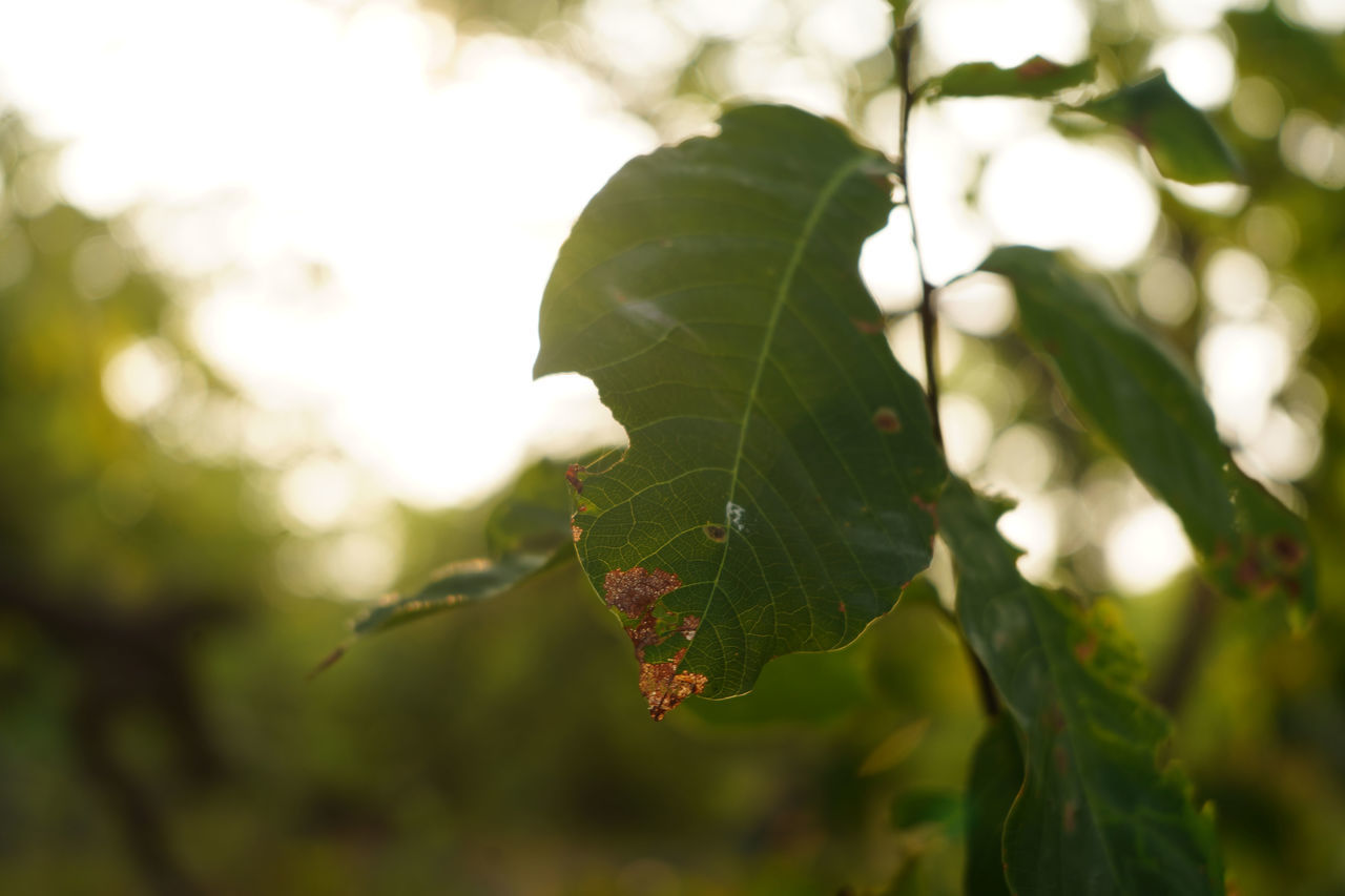 CLOSE-UP OF FRESH GREEN LEAVES ON TREE