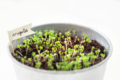 Close-up of potted plant against white background