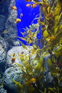 Close-up of fish swimming in aquarium