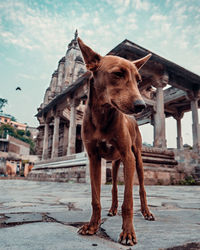 Dog standing in front of built structure
