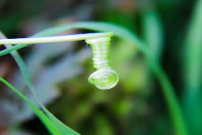 Close-up of water drops on leaf