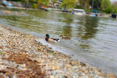 Ducks on lake