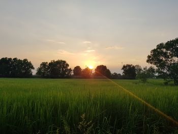 Scenic view of field against sky during sunset