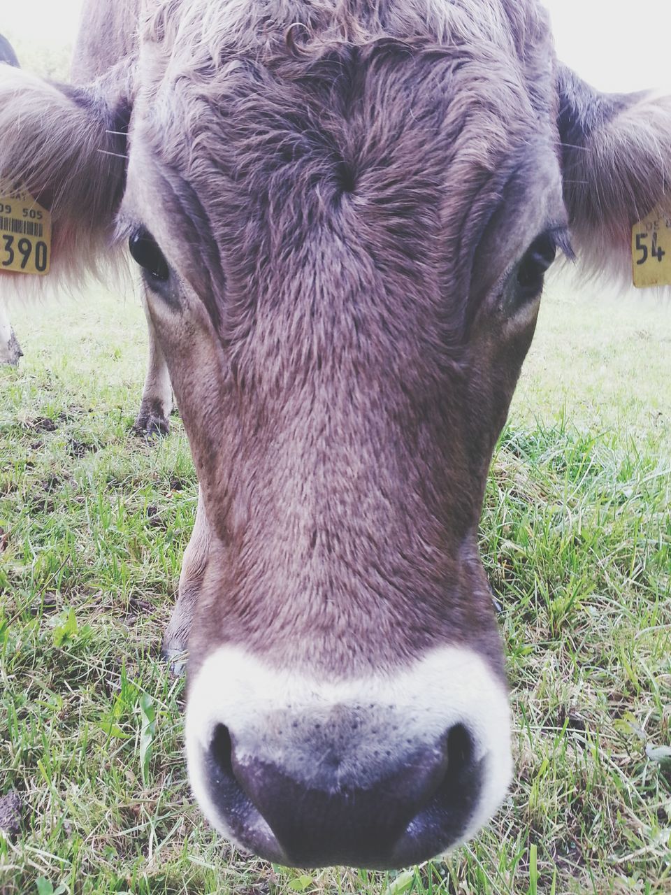 CLOSE-UP PORTRAIT OF COW GRAZING IN FIELD