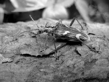 Close-up of insect, longhornbeetle  