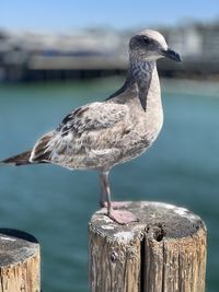 Close-up of bird perching on wooden post