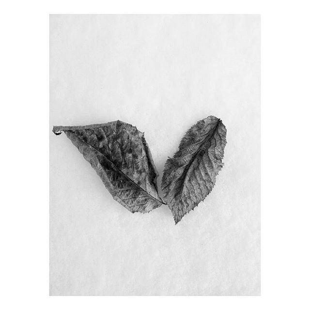 transfer print, auto post production filter, copy space, close-up, leaf, studio shot, white background, natural pattern, single object, nature, leaf vein, no people, pattern, high angle view, textured, one animal, dry, day, outdoors, vignette
