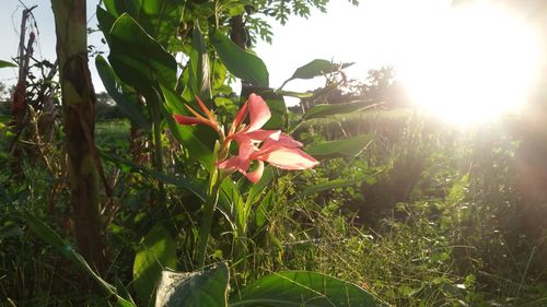 Close-up of flowers blooming outdoors