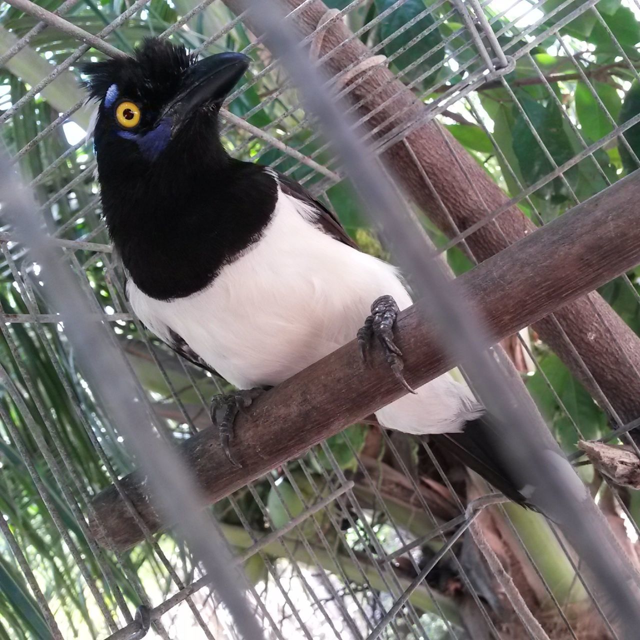 animal themes, bird, one animal, animals in the wild, perching, wildlife, focus on foreground, low angle view, branch, bird of prey, close-up, beak, tree, day, fence, nature, outdoors, looking at camera, parrot