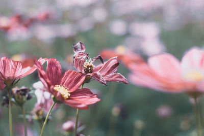 Close-up of pink flowering plant