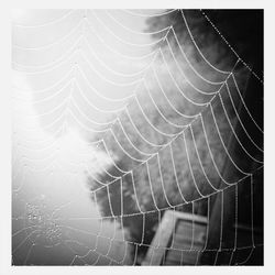 spider web