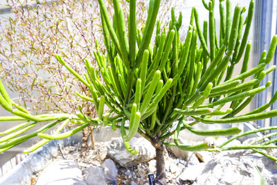 Close-up of plant growing on field