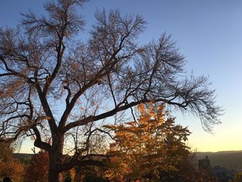 Low angle view of trees against clear blue sky