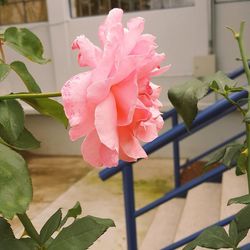 Close-up of pink rose