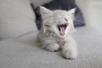 Close-up of cat lying on floor