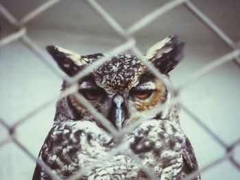Close-up of owl looking at bird