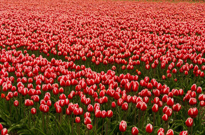 Full frame shot of red tulips on field