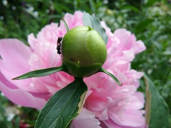 Close-up of pink flower