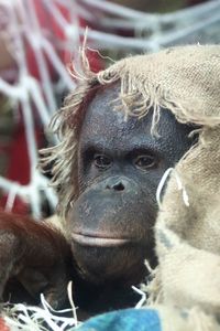 Close-up portrait of young relaxing at zoo