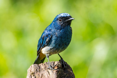 Close-up of a bird perching on wood