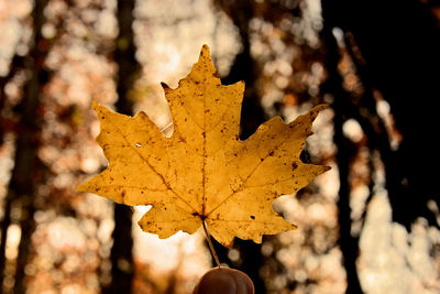 Close-up of maple leaf
