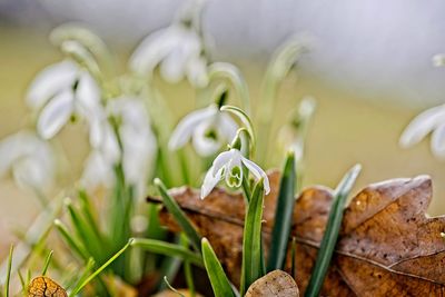 Close-up of flower on field