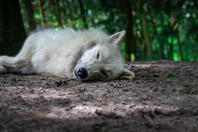 Dog sleeping on field