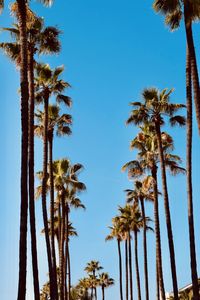 Low angle view of palm trees against clear blue sky