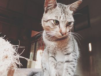 Close-up portrait of a cat