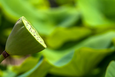 Close-up of lotus lily leaves