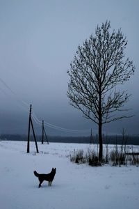 Dog on snow covered landscape against sky