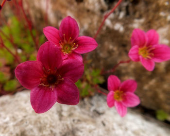 Close-up of flowers blooming outdoors