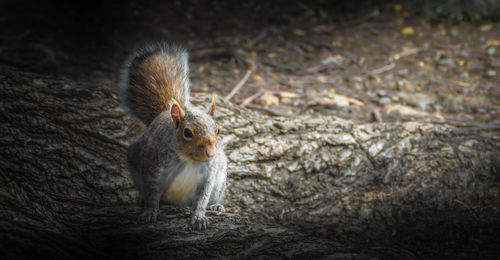 Close-up of squirrel