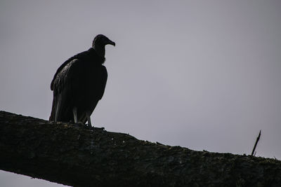 Low angle view of birds perching on tree