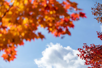 Low angle view of maple tree against sky