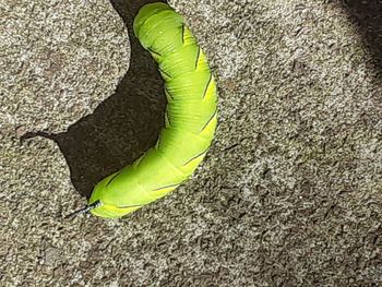 High angle view of yellow leaf on rock