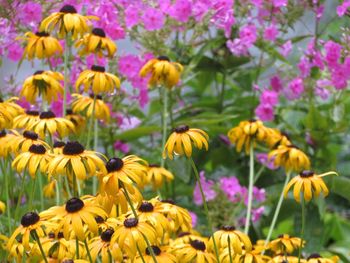 Close-up of fresh yellow flowers blooming in field