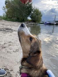 Dog looking away outdoors