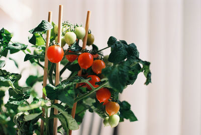 Close-up of homegrown cherry tomatoes and tomato plant