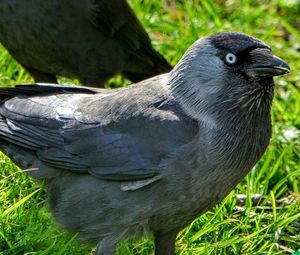 Close-up of bird on grassy field