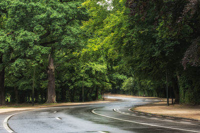 Curvy road amidst trees in a forest