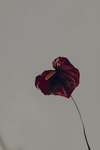 Close-up of wilted flower against white background