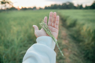 Close-up of hand holding plant against land