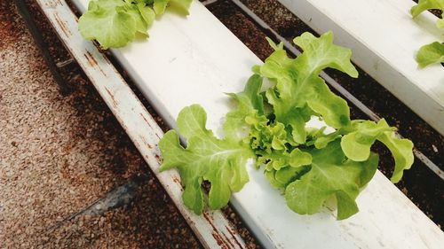 High angle view of chopped leaf on plant