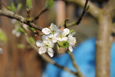 Close-up of white flowers on branch