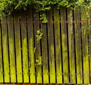 Full frame shot of bamboo plants